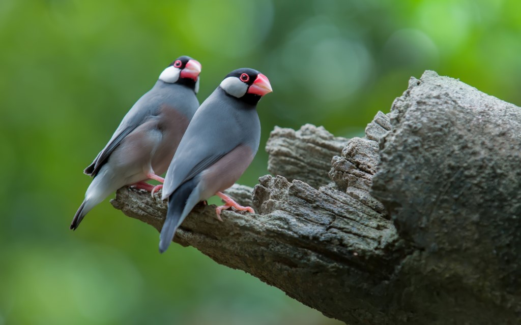 Java Sparrow